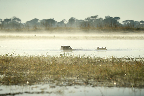 Kafue NP