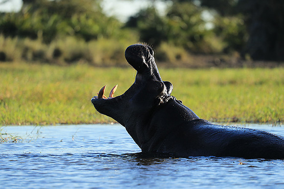 Kafue NP