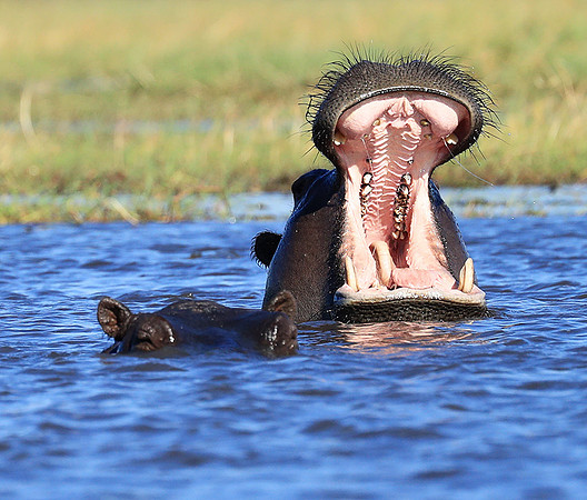 Kafue National Park