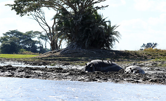 Kafue NP