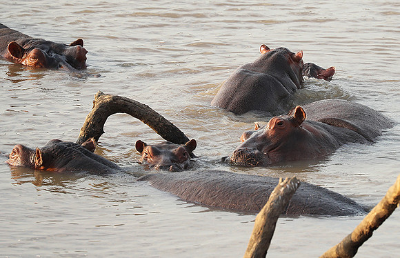 South Luangwa NP