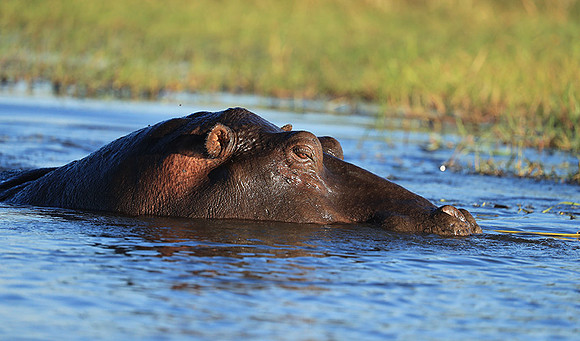 Kafue NP