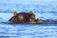 Kafue NP