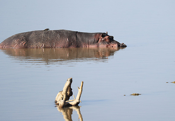 South Luangwa NP