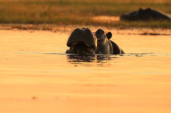 Kafue NP