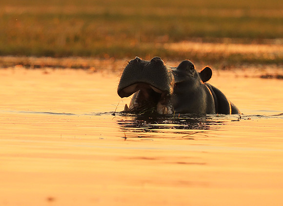 Kafue NP