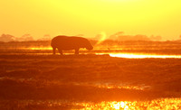 Kafue NP