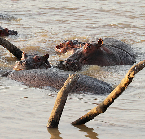 South Luangwa NP