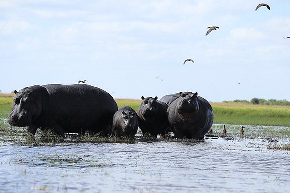 Kafue NP