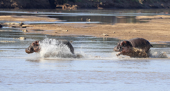 South Luangwa NP