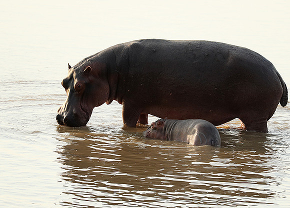 South Luangwa NP