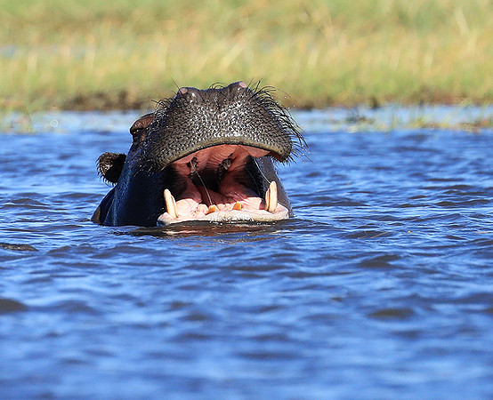 Kafue National Park