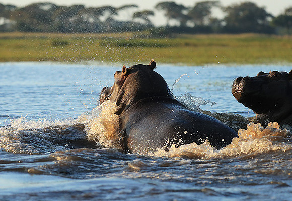 Kafue NP