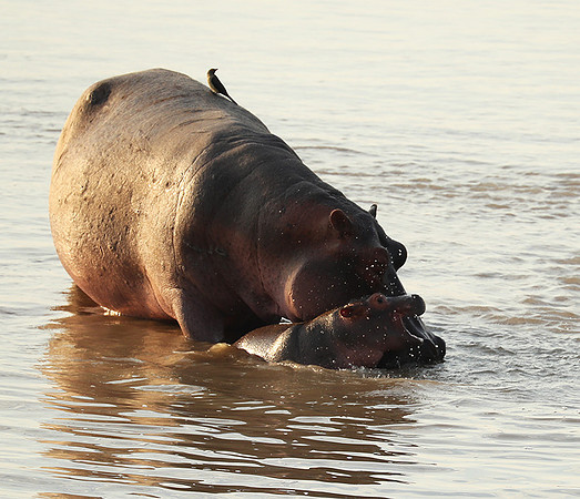 South Luangwa NP