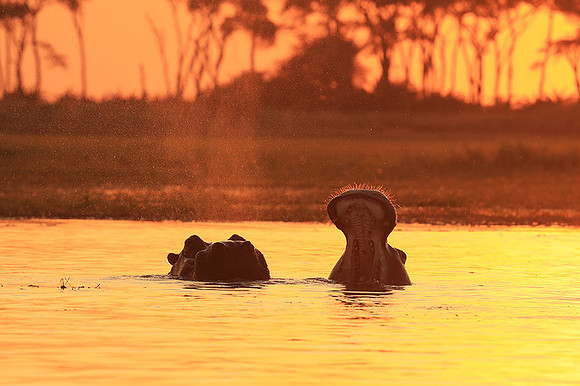 Kafue NP