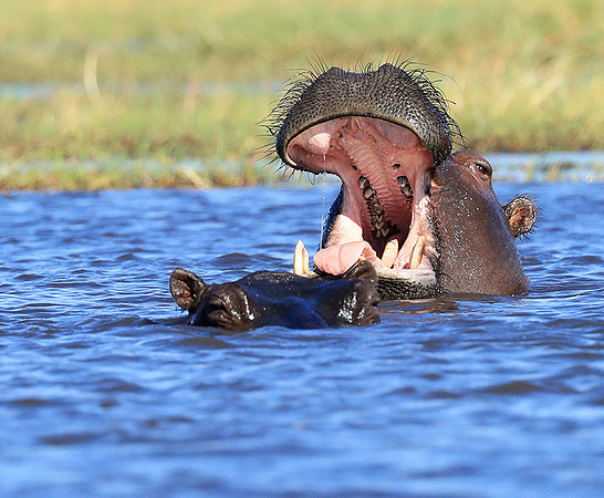 Kafue National Park