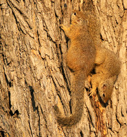At timbavati