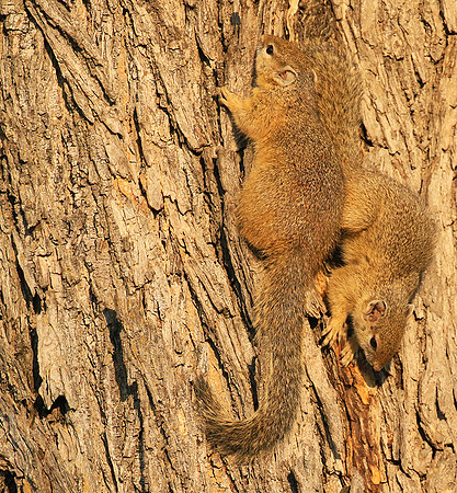 At timbavati