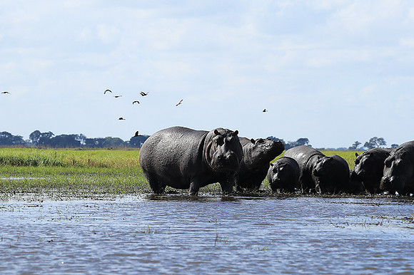 Kafue NP