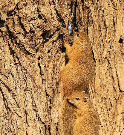 At timbavati