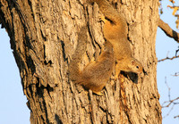 At timbavati