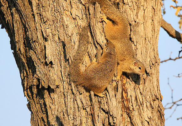 At timbavati