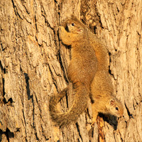 At timbavati