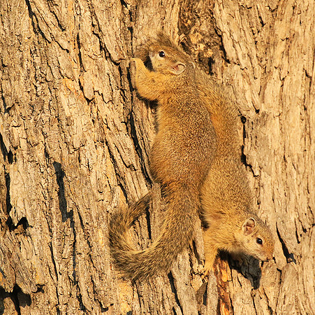 At timbavati