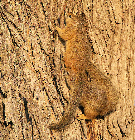 At timbavati