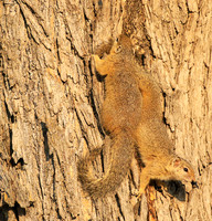 At timbavati