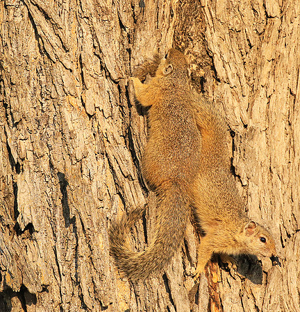 At timbavati