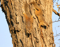 At timbavati