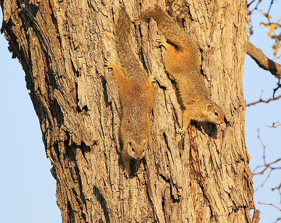 At timbavati