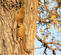 At timbavati