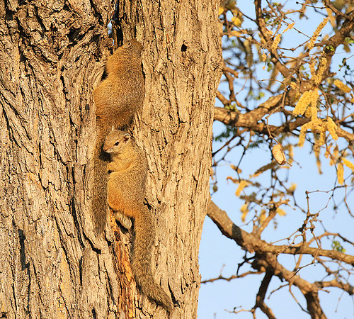 At timbavati