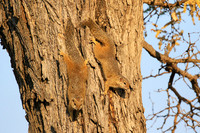 At timbavati