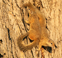 At timbavati