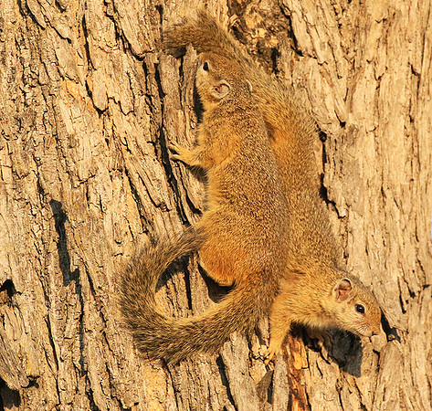 At timbavati