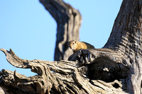 At timbavati