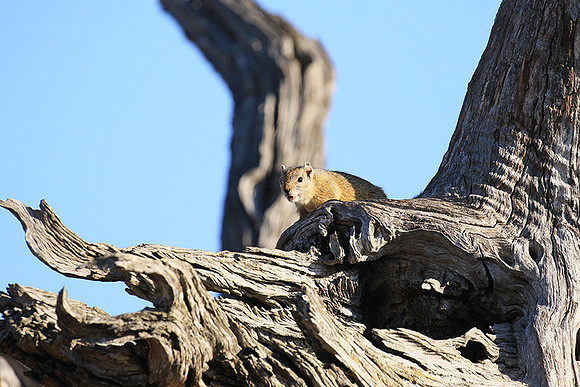 At timbavati