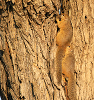 At timbavati