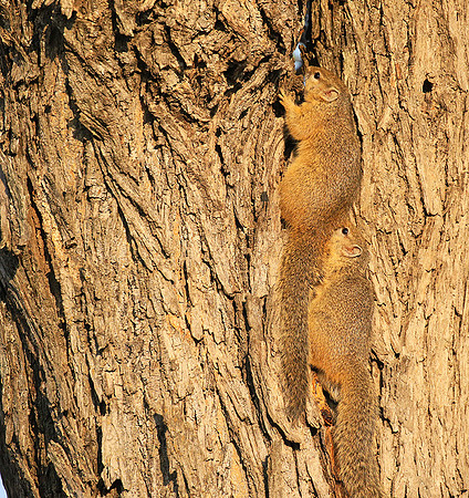 At timbavati