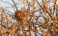 At timbavati