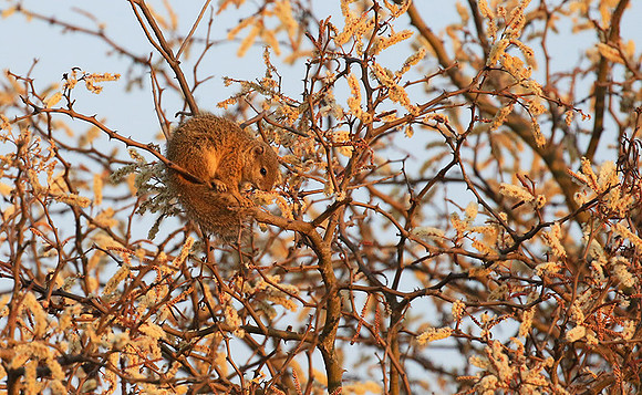 At timbavati