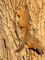 At timbavati