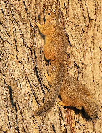 At timbavati