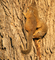 At timbavati