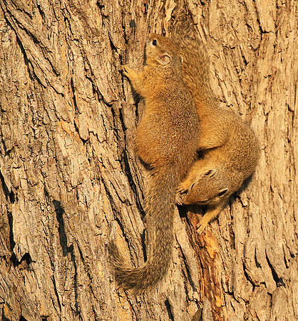 At timbavati