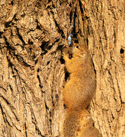At timbavati