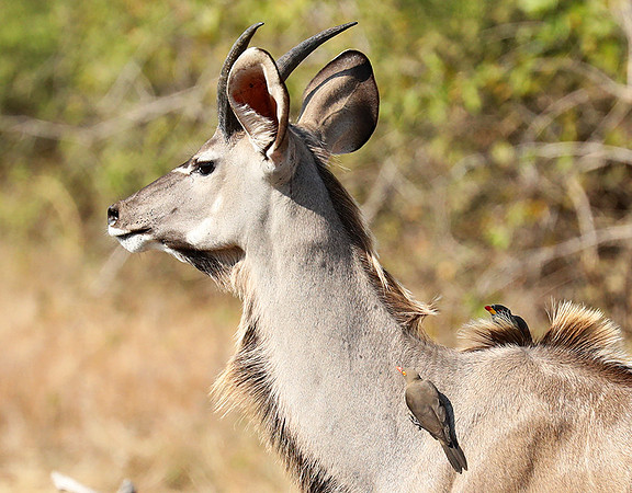 South Luangwa NP